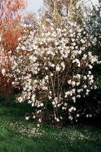 Star Magnolia